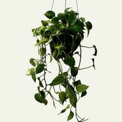 تصویر پتوس سبز 