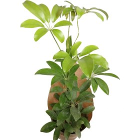 تصویر شفلرا سبز 