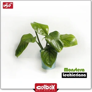 تصویر فروشگاه گل باکس