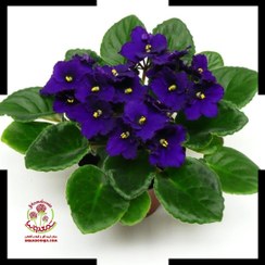 تصویر بنفشه آفریقایی کهربایی 