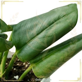 تصویر پتوس فرانسوی 