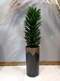 تصویر گیاه طبیعی دراسنا کامپکت با گلدان سرامیک 