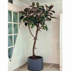 تصویر درختچه دکوراتیو فیکوس F50 