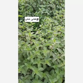 تصویر نعنا خشک محلی سبز و معطر 100گرمی 