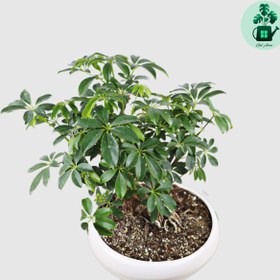 تصویر بونسای شفلرا 