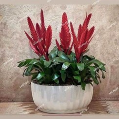 تصویر ورزیا هلندی 5 بوته VR08 