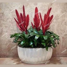 تصویر ورزیا هلندی 5 بوته VR08 