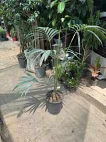 تصویر نخل کنتیا 