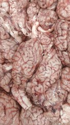 تصویر مغز گوساله 