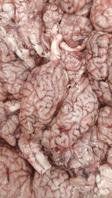 تصویر مغز گوساله 