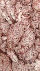 تصویر فروشگاه پخش امیت