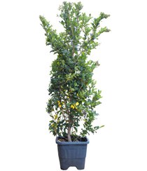 تصویر گیاه یاس هلندی 