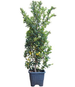 تصویر گیاه یاس هلندی 