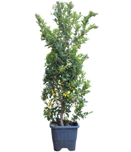 تصویر فروشگاه شیراز پالم