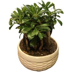 تصویر میخک هندی 43946 