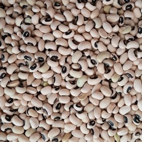 تصویر لوبیا چشم بلبلی 