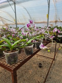 تصویر ارکیده 