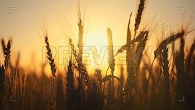 تصویر دانلود فوتیج خوشه‌های گندم طلایی در یک مزرعه Ears Of Golden Wheat In A Field 