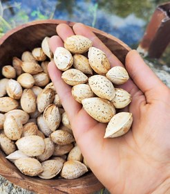 تصویر بادام محب Almond