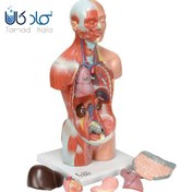 تصویر مولاژ نیم تنه انسان با ماهیچه | 1/5 اندازه طبیعی 