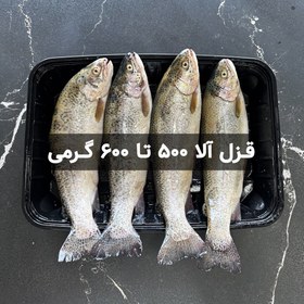 تصویر ماهی قزل آلا 500 تا 600 گرمی کیلویی 