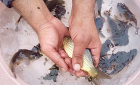 تصویر ماهی کاپور 