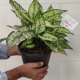 تصویر آگلونما 