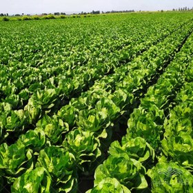 تصویر بذر کاهو پاریس آیلند هد آمریکا نیم کیلویی Paris Island Lettuce 500g Hed Seeds