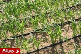 تصویر نوار آبیاری قطره ای (تیپ) (tape drip irrigation) 