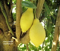 تصویر بذر لیمو ترش سنگی Citrus limon 