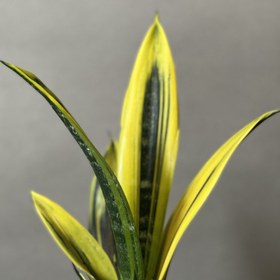 تصویر سانسوریا گلدفلیم Sansevieria Golden Flame