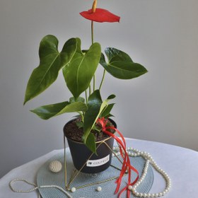 تصویر گلدان آنتریوم 