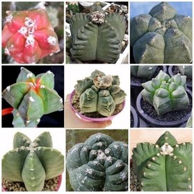 تصویر بذر آستروفیتوم کیکو میکس بسته ۱۰ عددی 