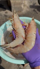 تصویر میگو صورتی سایز ۲۰/۳۰ 