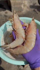 تصویر میگو صورتی سایز ۲۰/۳۰ 