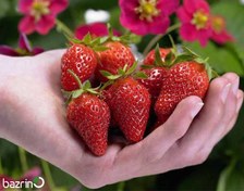 تصویر بذر توت فرنگی کاماروسا ۲۰ عددی 