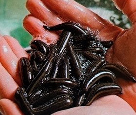 تصویر زالو Leech