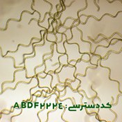 تصویر آرتروسپیرا (اسپیرولینا) پلاتنسیس ( Artrospira platensis ABDF2224 ) 