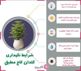 تصویر گیاه کاج مطبق سایز ۱ 