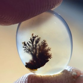 تصویر شجر قائن مصور 