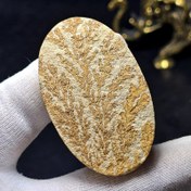 تصویر نگین درشت کلکسیونی فسیل شجر معدنی کد 31678 