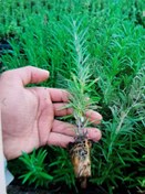 تصویر نشا رزماری Rosemary