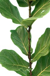 تصویر فیکوس لیراتا Ficus lyrata | Fiddle-leaf fig