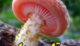 تصویر قارچ ها 