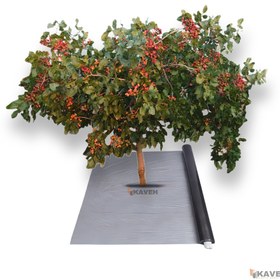 تصویر مالچ پلاستیکی درخت پسته Pistachio Tree Plastic Mulch
