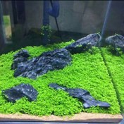 تصویر بذر چمن مونت کارلو به همراه خاک بستر 