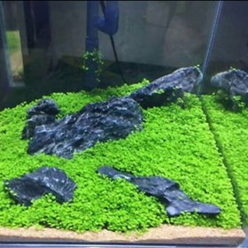 تصویر بذر چمن مونت کارلو به همراه خاک بستر 