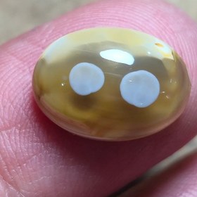 تصویر باباقوری دوچشم طبیعی خاص زیبا. 