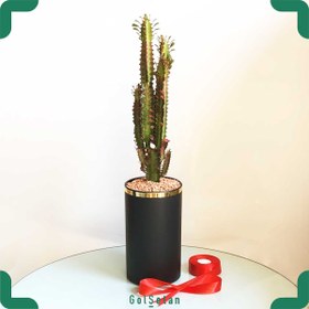 تصویر افوربیا تریگونا قرمز کد S101 