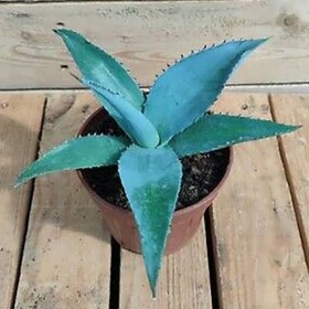 تصویر بذر ساکولنت آگاو گاین گولا 